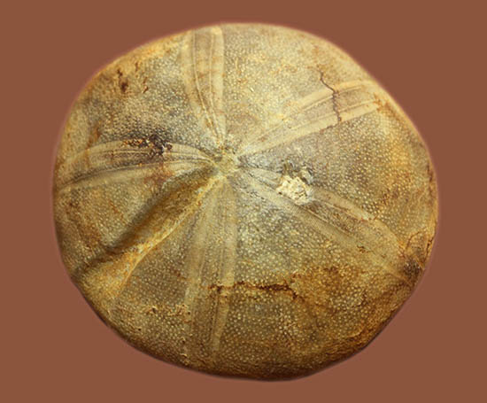 デカすぎ!もう食べられません。白亜紀の巨大なウニの化石(Hemipneustes)(その1)