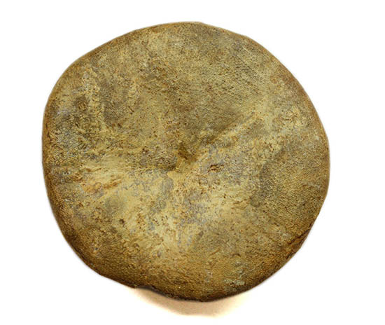 デカすぎ!もう食べられません。白亜紀の巨大なウニの化石(Hemipneustes)(その10)