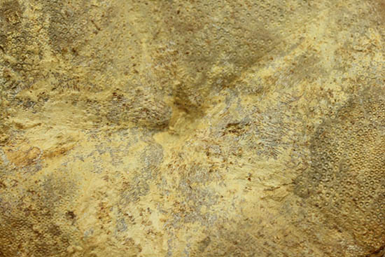 デカすぎ!もう食べられません。白亜紀の巨大なウニの化石(Hemipneustes)(その11)