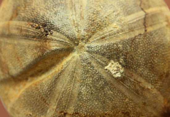 デカすぎ!もう食べられません。白亜紀の巨大なウニの化石(Hemipneustes)(その12)