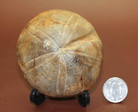 デカすぎ!もう食べられません。白亜紀の巨大なウニの化石(Hemipneustes)(その13)