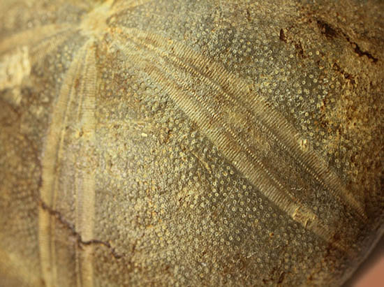 デカすぎ!もう食べられません。白亜紀の巨大なウニの化石(Hemipneustes)(その2)