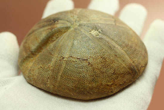 デカすぎ!もう食べられません。白亜紀の巨大なウニの化石(Hemipneustes)(その3)