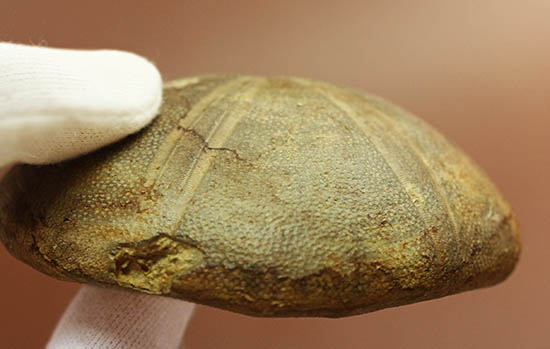 デカすぎ!もう食べられません。白亜紀の巨大なウニの化石(Hemipneustes)(その4)