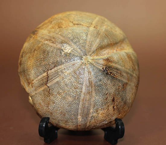 デカすぎ!もう食べられません。白亜紀の巨大なウニの化石(Hemipneustes)(その5)