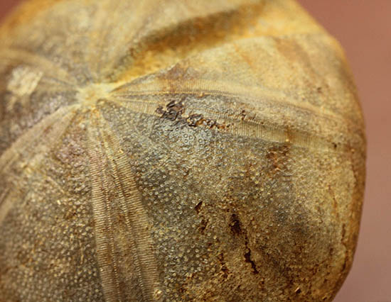 デカすぎ!もう食べられません。白亜紀の巨大なウニの化石(Hemipneustes)(その6)