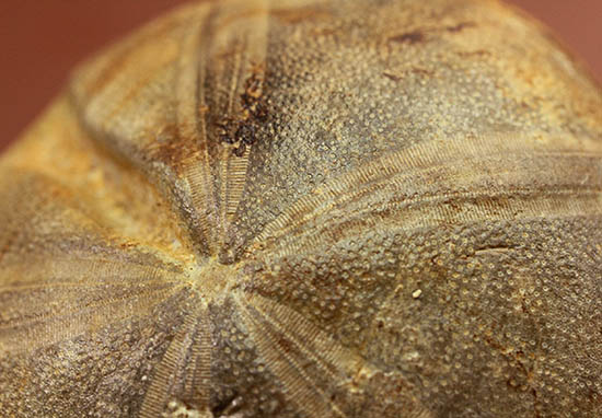 デカすぎ!もう食べられません。白亜紀の巨大なウニの化石(Hemipneustes)(その7)