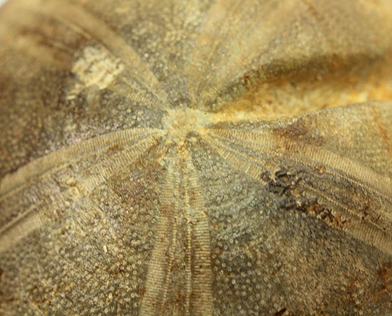 デカすぎ!もう食べられません。白亜紀の巨大なウニの化石(Hemipneustes)(その8)