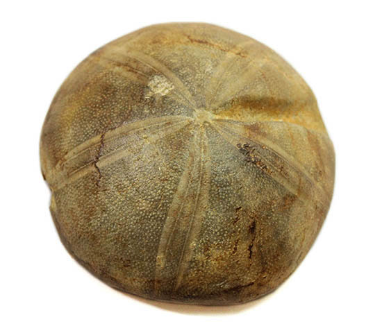デカすぎ!もう食べられません。白亜紀の巨大なウニの化石(Hemipneustes)(その9)