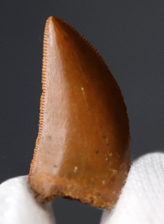１００円玉にも負けない見事な光沢を持つ、極めて良好な保存状態を維持したルゴプス（Rugops  primus）の歯化石（その2）