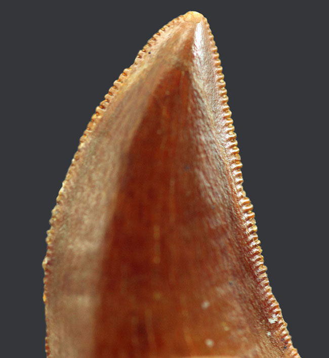 １００円玉にも負けない見事な光沢を持つ、極めて良好な保存状態を維持したルゴプス（Rugops  primus）の歯化石（その3）