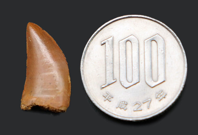 100円玉にも負けない見事な光沢を持つ、極めて良好な保存状態を維持したルゴプス(Rugops primus)の歯化石(その8)