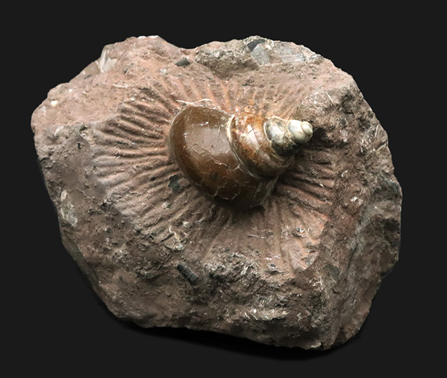 カラフル、母岩とのバランス良し、イングランド・グロスターシャーで発見された巻き貝、オキナエビス（Amberleya  subimbricata）の化石（その1）