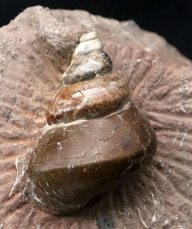 カラフル、母岩とのバランス良し、イングランド・グロスターシャーで発見された巻き貝、オキナエビス(Amberleya subimbricata)の化石(その2)