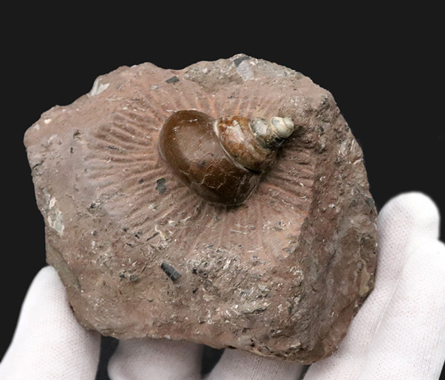 カラフル、母岩とのバランス良し、イングランド・グロスターシャーで発見された巻き貝、オキナエビス（Amberleya  subimbricata）の化石（その3）