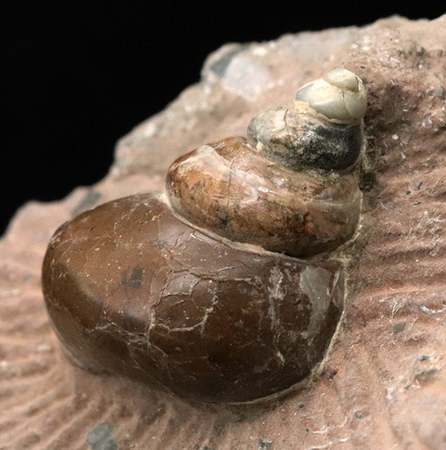 カラフル、母岩とのバランス良し、イングランド・グロスターシャーで発見された巻き貝、オキナエビス（Amberleya  subimbricata）の化石（その4）
