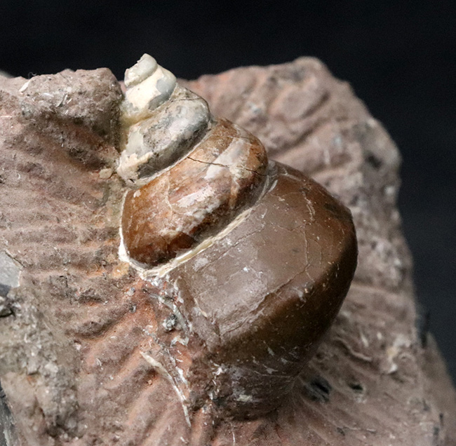 カラフル、母岩とのバランス良し、イングランド・グロスターシャーで発見された巻き貝、オキナエビス(Amberleya subimbricata)の化石(その5)