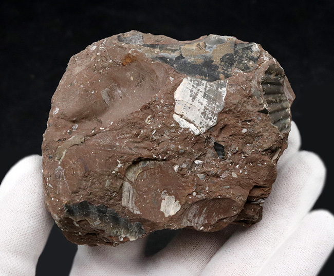 カラフル、母岩とのバランス良し、イングランド・グロスターシャーで発見された巻き貝、オキナエビス(Amberleya subimbricata)の化石(その6)
