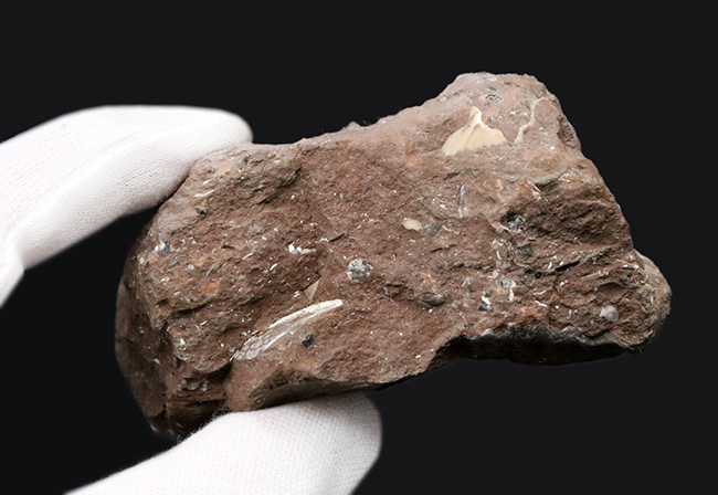カラフル、母岩とのバランス良し、イングランド・グロスターシャーで発見された巻き貝、オキナエビス（Amberleya  subimbricata）の化石（その7）