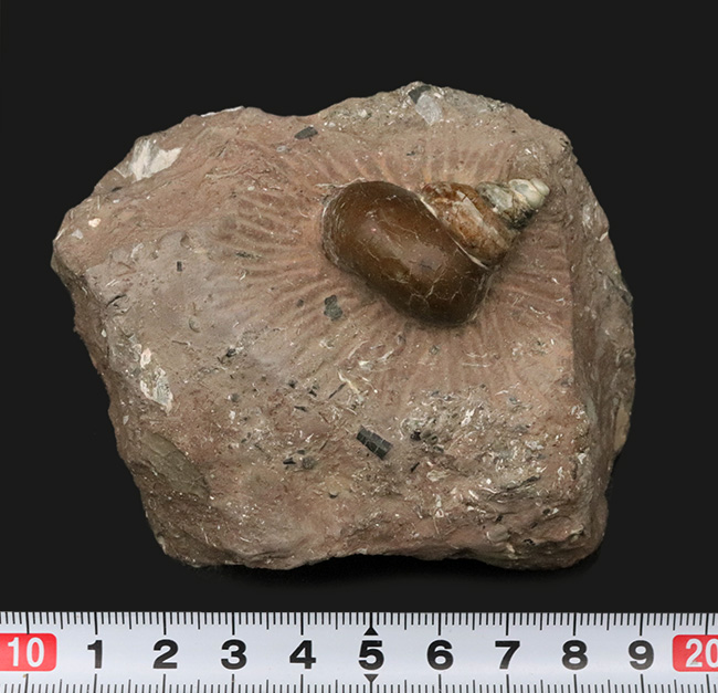 カラフル、母岩とのバランス良し、イングランド・グロスターシャーで発見された巻き貝、オキナエビス（Amberleya  subimbricata）の化石（その8）