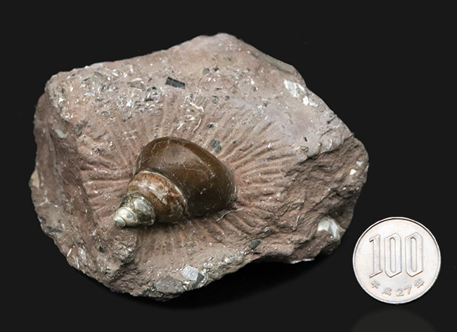 カラフル、母岩とのバランス良し、イングランド・グロスターシャーで発見された巻き貝、オキナエビス（Amberleya  subimbricata）の化石（その9）