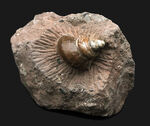 カラフル、母岩とのバランス良し、イングランド・グロスターシャーで発見された巻き貝、オキナエビス（Amberleya  subimbricata）の化石