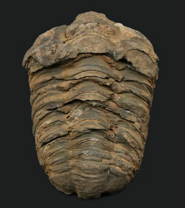 厚み、幅ともにあり！モロッコ産の三葉虫カリメネ（Calymene）の化石（その1）
