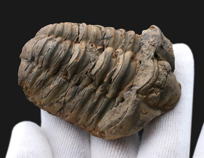 厚み、幅ともにあり！モロッコ産の三葉虫カリメネ（Calymene）の化石（その2）