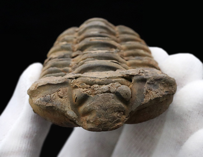 厚み、幅ともにあり！モロッコ産の三葉虫カリメネ（Calymene）の化石（その3）