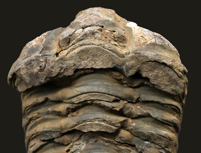 厚み、幅ともにあり！モロッコ産の三葉虫カリメネ（Calymene）の化石（その4）