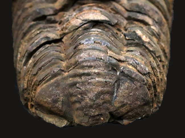 厚み、幅ともにあり！モロッコ産の三葉虫カリメネ（Calymene）の化石（その5）
