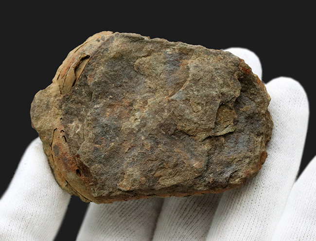 厚み、幅ともにあり!モロッコ産の三葉虫カリメネ(Calymene)の化石(その6)