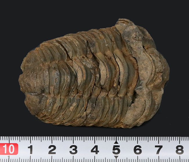 厚み、幅ともにあり！モロッコ産の三葉虫カリメネ（Calymene）の化石（その7）
