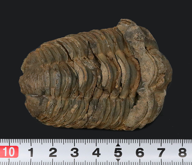 厚み、幅ともにあり!モロッコ産の三葉虫カリメネ(Calymene)の化石(その7)