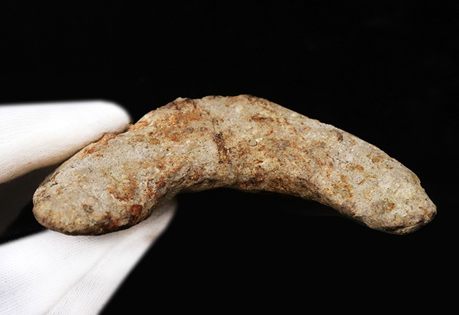 非の打ち所がない上質品、146ミリ級のサイズ、希少なカラー、保存状態、希少性、揃いも揃った、これぞ「白眉」というべき、インドネシア産メガロドン(Carcharocles megalodon)の歯化石(その12)