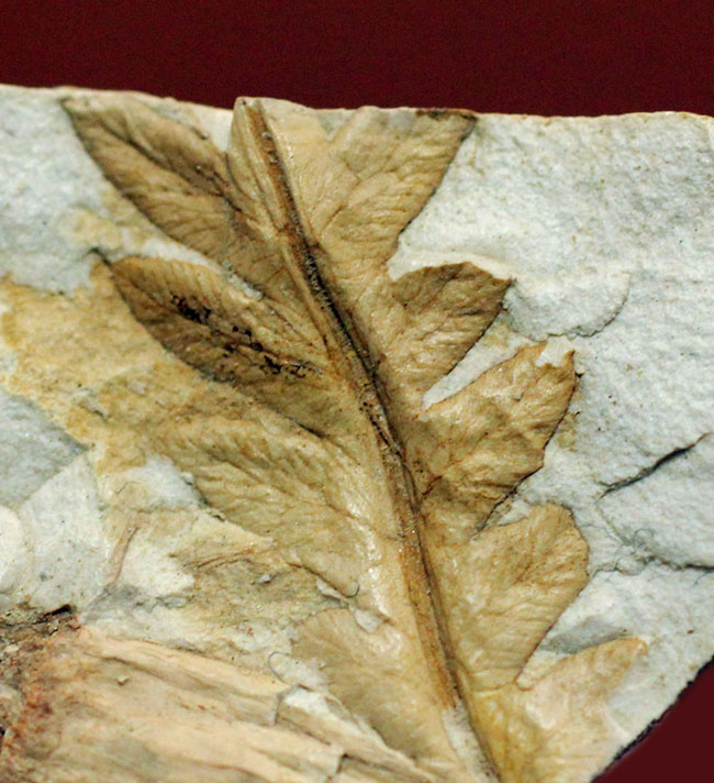 兵庫県神戸市産の立体的な植物片（葉）の化石（その1）