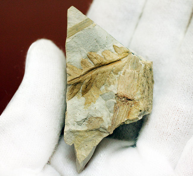 兵庫県神戸市産の立体的な植物片（葉）の化石（その3）