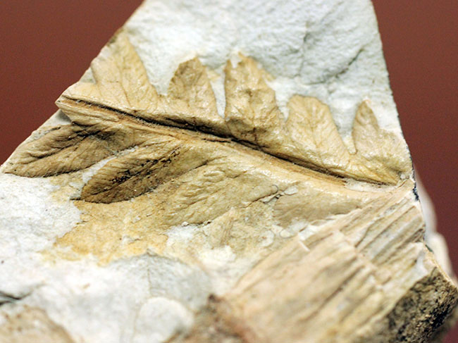 兵庫県神戸市産の立体的な植物片（葉）の化石（その4）