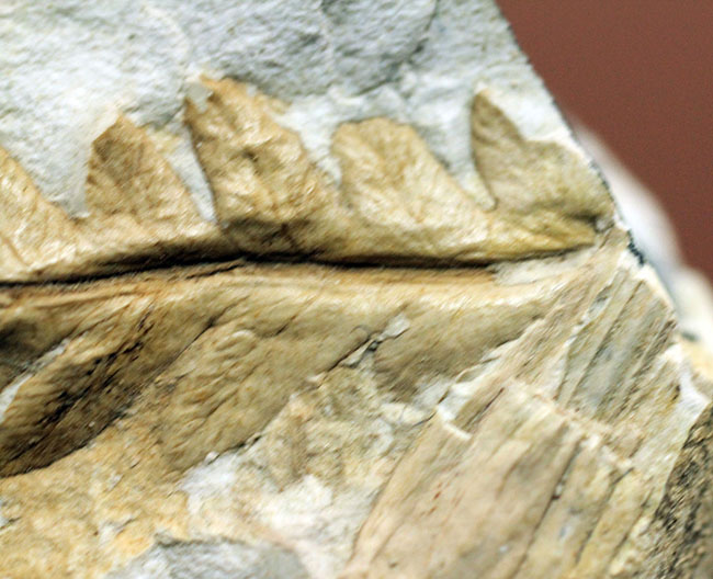 兵庫県神戸市産の立体的な植物片（葉）の化石（その5）