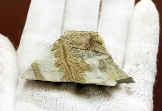 兵庫県神戸市産の立体的な植物片(葉)の化石(その7)