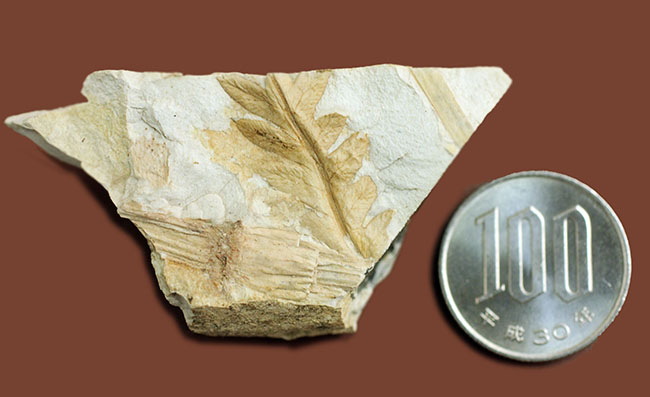 兵庫県神戸市産の立体的な植物片（葉）の化石（その9）