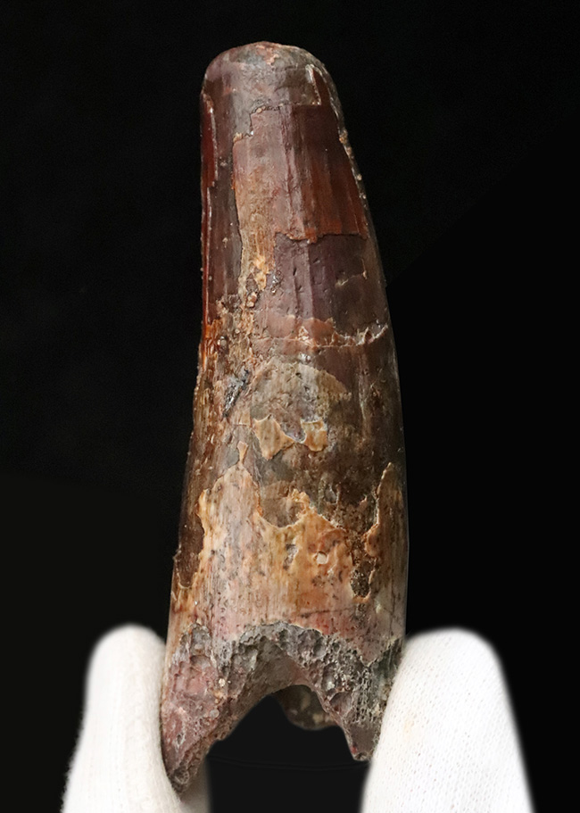 ロング＆シック！まるで砲弾のような圧倒的迫力……長く、そして分厚いスピノサウルス（Spinosaurus）の歯化石（その1）