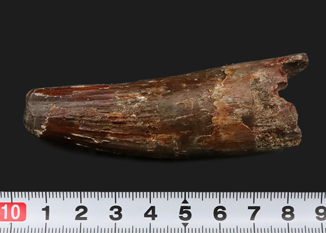 ロング＆シック！まるで砲弾のような圧倒的迫力……長く、そして分厚いスピノサウルス（Spinosaurus）の歯化石（その10）