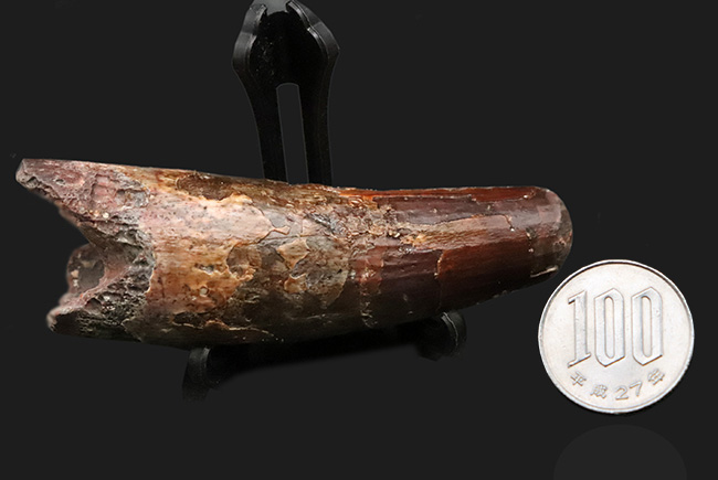 ロング＆シック！まるで砲弾のような圧倒的迫力……長く、そして分厚いスピノサウルス（Spinosaurus）の歯化石（その11）