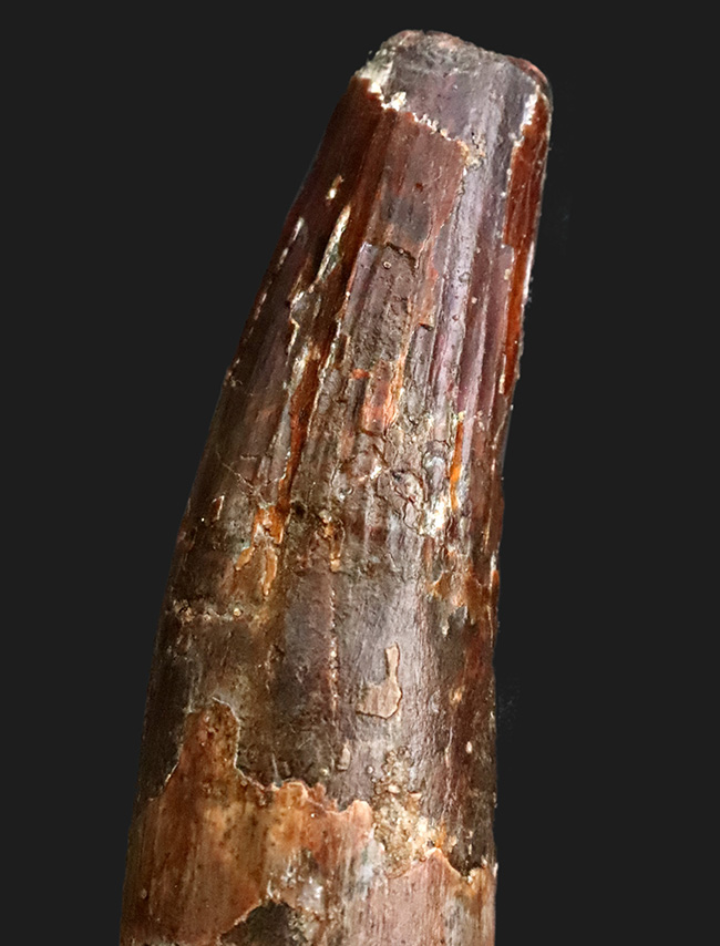 ロング＆シック！まるで砲弾のような圧倒的迫力……長く、そして分厚いスピノサウルス（Spinosaurus）の歯化石（その3）