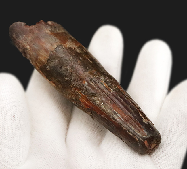 ロング＆シック！まるで砲弾のような圧倒的迫力……長く、そして分厚いスピノサウルス（Spinosaurus）の歯化石（その4）