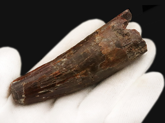 ロング＆シック！まるで砲弾のような圧倒的迫力……長く、そして分厚いスピノサウルス（Spinosaurus）の歯化石（その5）