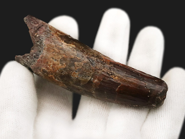ロング＆シック！まるで砲弾のような圧倒的迫力……長く、そして分厚いスピノサウルス（Spinosaurus）の歯化石（その8）