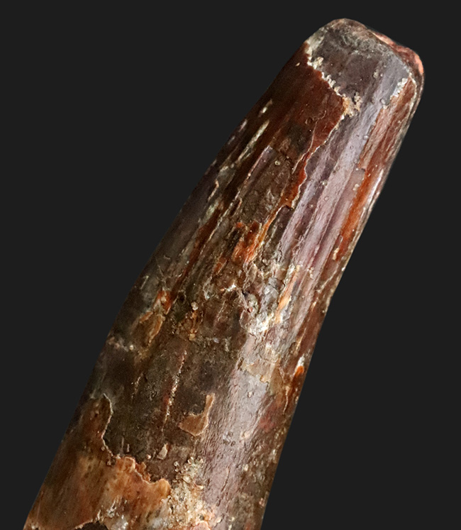 ロング＆シック！まるで砲弾のような圧倒的迫力……長く、そして分厚いスピノサウルス（Spinosaurus）の歯化石（その9）