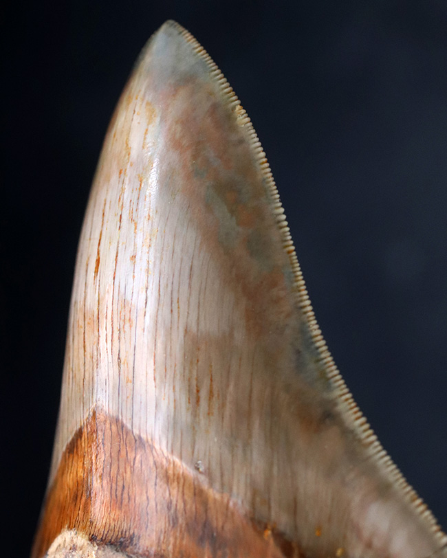 レア＆ビューティー！貴殿のコレクションの中央に飾っていただきたい、レアなインドネシア産の、とても上質なメガロドン（Megalodon）の巨大歯化石（その10）